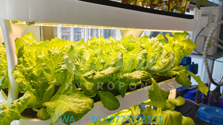 Agriculture Farming System - 농업 기계로 채소, 상추 및 딸기