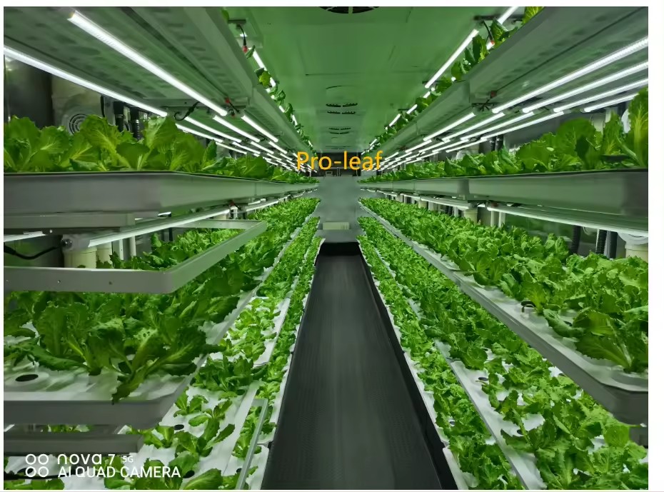 온실 농업 장비 버섯 채소 과일 재배 수직 농장 수경  - Agriculture Farming System 리뷰 및 가격