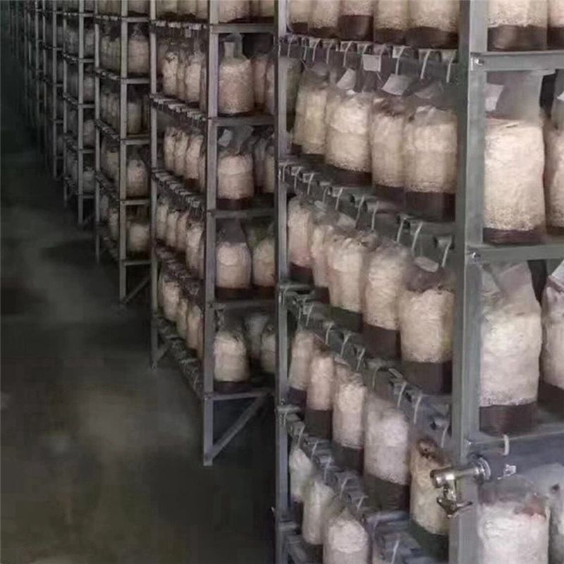 PZHI-100개입 버섯 재배용 비닐 봉투, 두꺼운 6 - Mushroom Spawn Bag 리뷰 및 가격