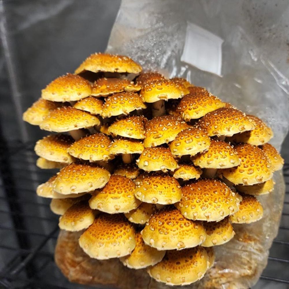 50개입 PP 재질의 버섯 재배용 비닐봉투, 0.2um - Mushroom Spawn Bag 리뷰 및 가격